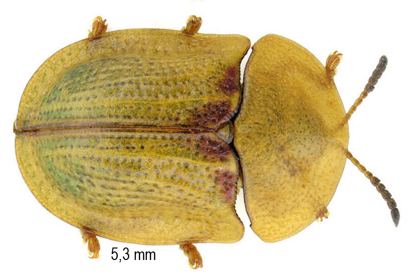 Cassida denticollis Suffrian, 1844